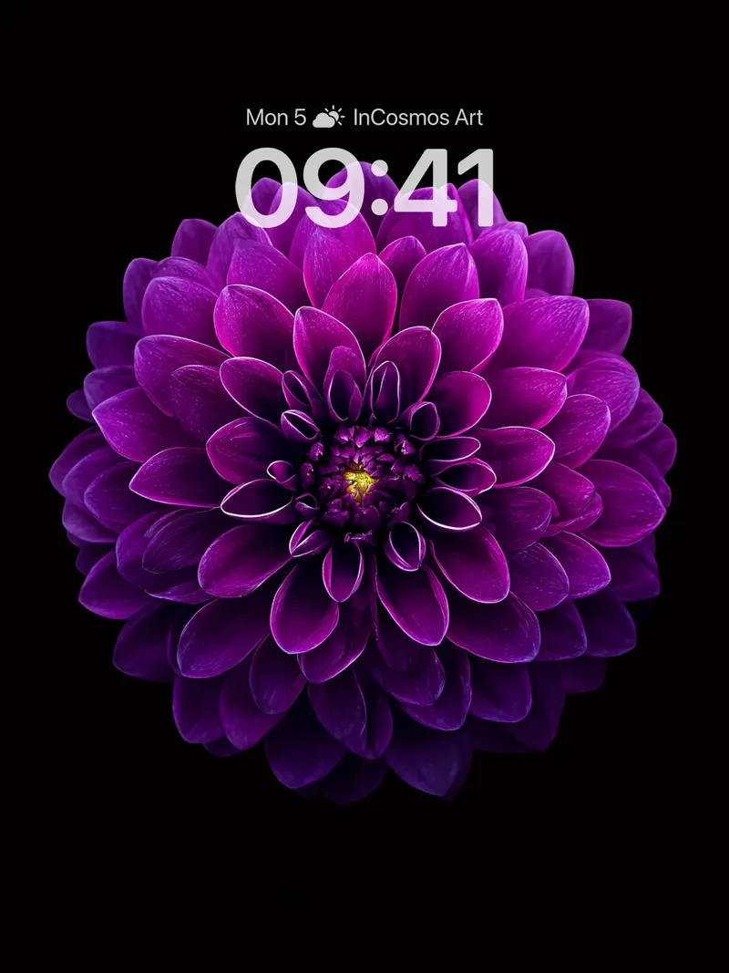 Velvet Petal Wallpaper with Midnight Glow