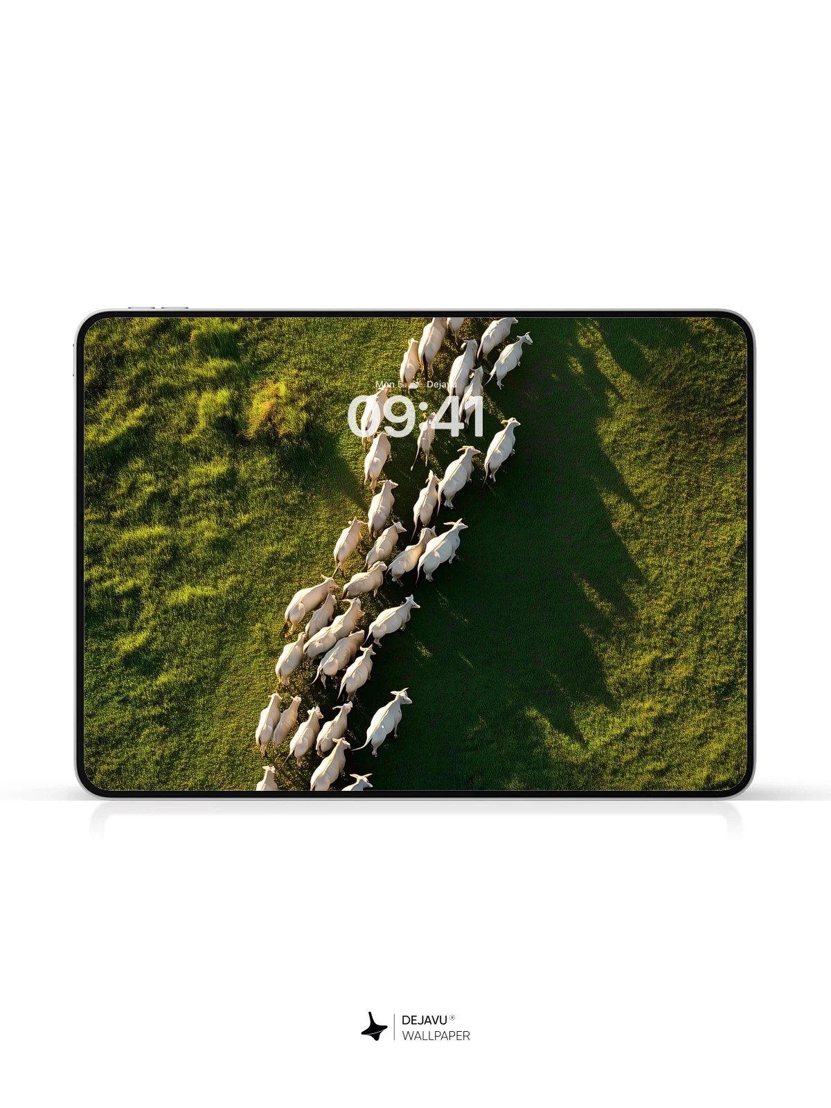 Sheep Herd Pathway Wallpaper 8K for iPhone and Android